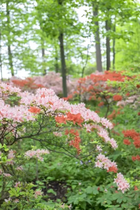 Framed Print : Azalea Woods, Winterthur, Delaware, USA Framed Print : Azalea Woods, Winterthur, Delaware, USA