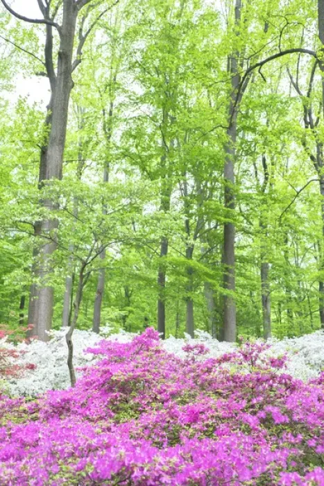 Framed Print : Azalea Woods, Winterthur, Delaware, USA Framed Print : Azalea Woods, Winterthur, Delaware, USA