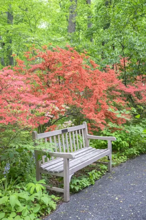 Framed Print : Azalea Woods, Winterthur, Delaware, USA Framed Print : Azalea Woods, Winterthur, Delaware, USA