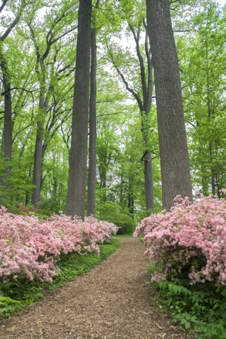 Framed Print : Azalea Woods, Winterthur, Delaware, USA Framed Print : Azalea Woods, Winterthur, Delaware, USA
