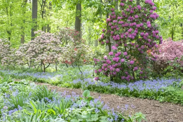 Framed Print : Azalea Woods, Winterthur, Delaware, USA