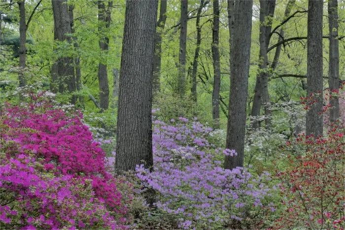 Framed Print : Azaleas in bloom, Jenkins Arboretum and Garden, Devon, Pennsylvania