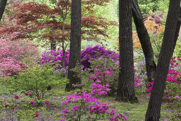 Azaleas and Japanese Maples at Azalea Path Arboretum & Botanical Gardens, Hazleton, IN