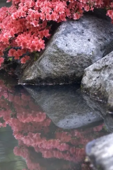 Framed Print : Azaleas and rock reflecting in the water Framed Print : Azaleas and rock reflecting in the water