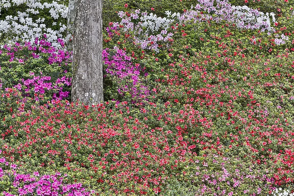 Azeleas in full bloom Middleton Place, Charleston South Carolina