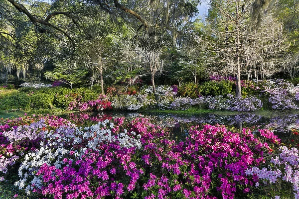 Azeleas in full bloom Middleton Place, Charleston South Carolina