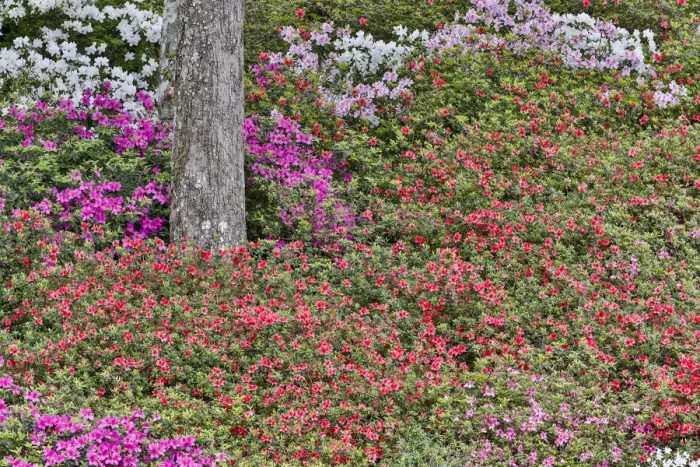 Framed Print : Azeleas in full bloom Middleton Place, Charleston South Carolina