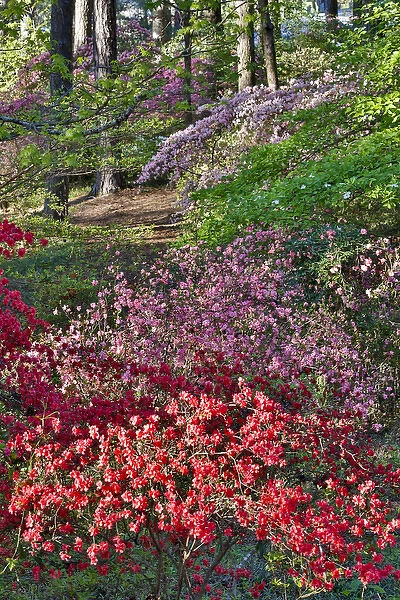 Azeleas in bloom under pine trees, Callaway Gardens Georgia