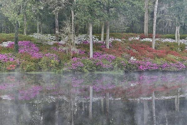 Azeleas in full bloom reflected in calm pond Middleton Place, Charleston South Carolina