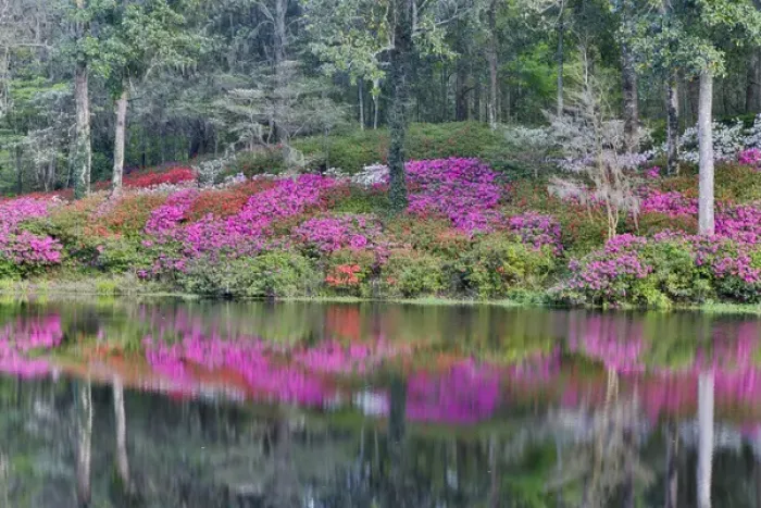 Framed Print : Azeleas in full bloom reflected in calm pond Middleton Place, Charleston South Carolina Framed Print : Azeleas in full bloom reflected in calm pond Middleton Place, Charleston South Carolina
