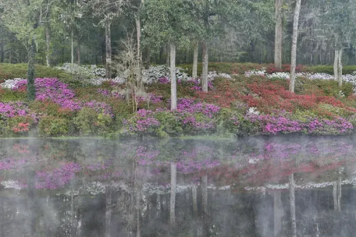 Framed Print : Azeleas in full bloom reflected in calm pond Middleton Place, Charleston South Carolina Framed Print : Azeleas in full bloom reflected in calm pond Middleton Place, Charleston South Carolina