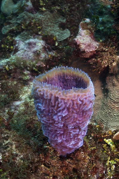 Azure Vase Sponge (Callyspongia plicifera) Xcalac Marine Reserve Mahahual Peninsula