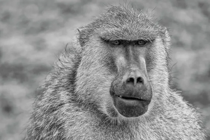 Framed Print : Baboon, Amboseli National Park Framed Print : Baboon, Amboseli National Park