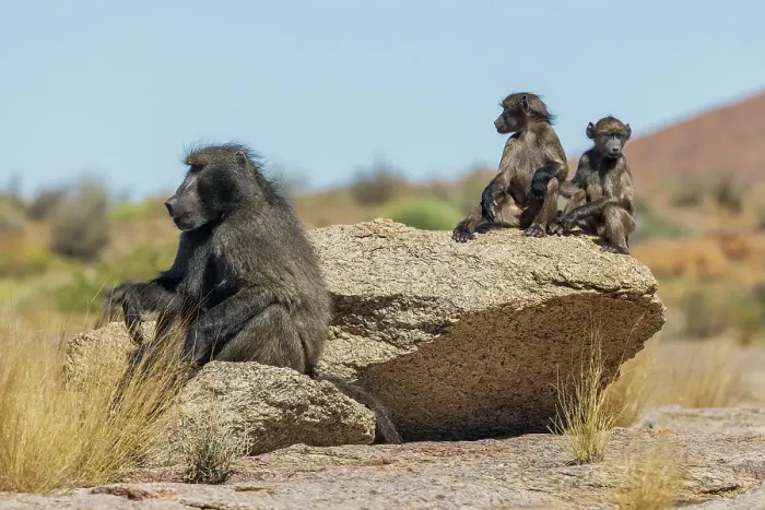 Framed Print : Baboon family taking in the morning sunlight in southern Africa Framed Print : Baboon family taking in the morning sunlight in southern Africa