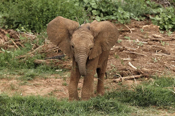 Baby Africa elephant, Samburu National Game Reserve, Kenya; Africa
