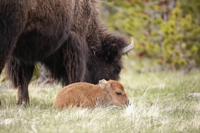 Framed Print : Baby Bison, Yellowstone National Park, Wyoming