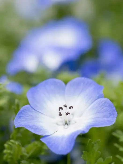 Framed Print : Baby blue eyes in bloom, southern California