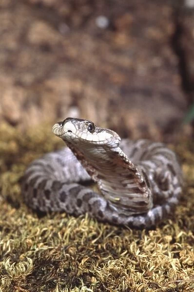 Baby Eastern Hognose Snake in defensive pose, Heterodon platyrhinos, Native to South