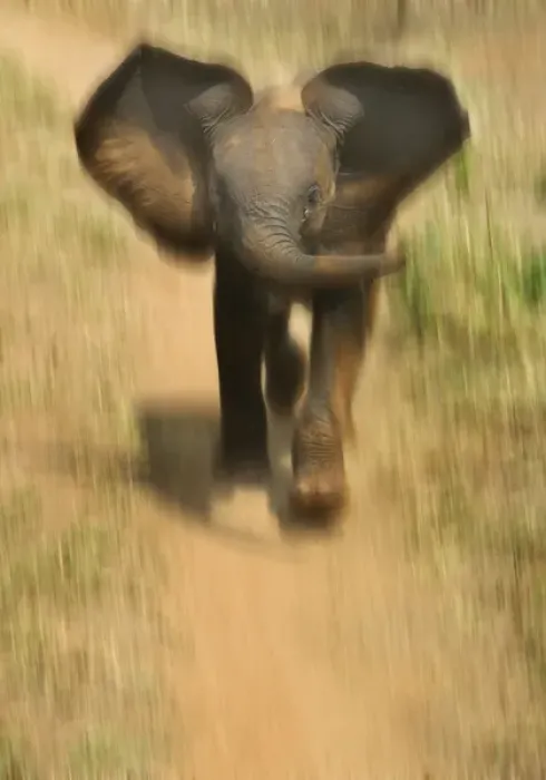 Framed Print : Baby elephant charging, Samburu National Reserve, Kenya Framed Print : Baby elephant charging, Samburu National Reserve, Kenya