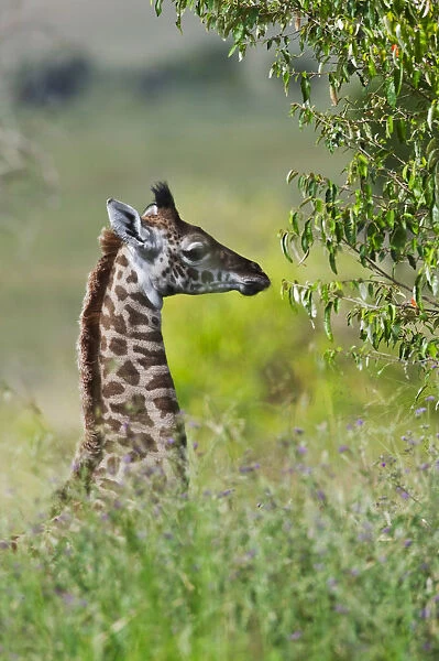 Baby giraffe, Masai Mara National Reserve, Kenya