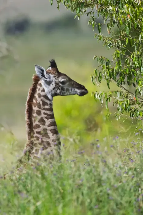 Framed Print : Baby giraffe, Masai Mara National Reserve, Kenya