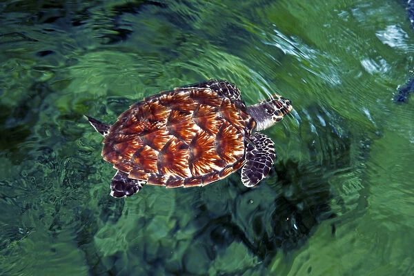 Baby Hawksbill turtle (Eretmochelys imbricata). Nadi, Fiji