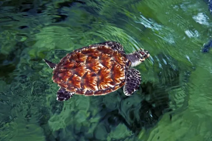 Framed Print : Baby Hawksbill turtle (Eretmochelys imbricata). Nadi, Fiji Framed Print : Baby Hawksbill turtle (Eretmochelys imbricata). Nadi, Fiji