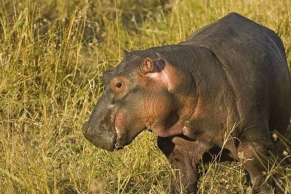 Baby Hippo out