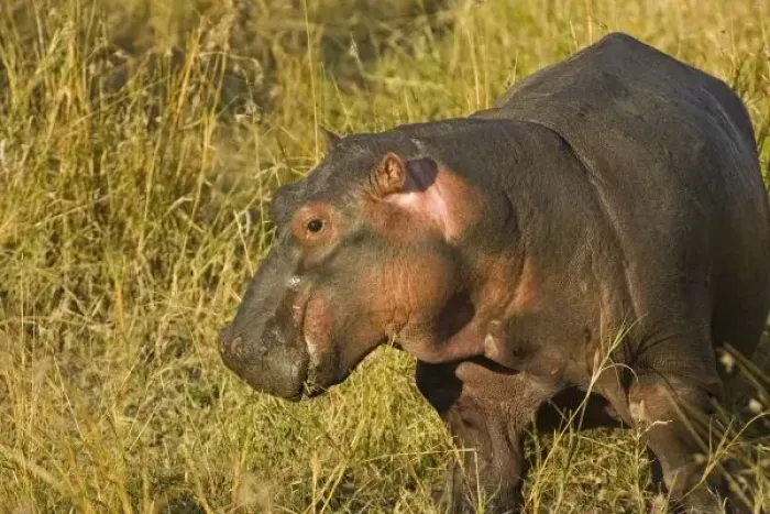 Framed Print : Baby Hippo out