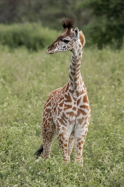 Baby Masai giraffe, Serengeti National Park, Tanzania, Africa