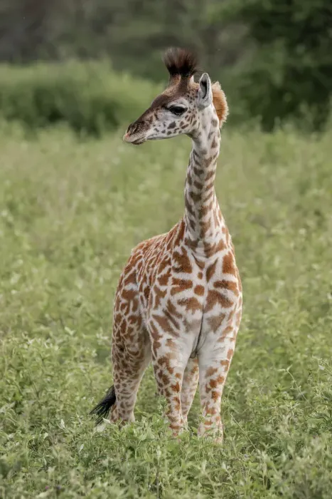 Framed Print : Baby Masai giraffe, Serengeti National Park, Tanzania, Africa