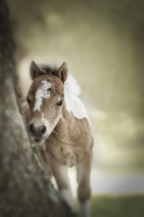 Framed Print : Baby Miniature horse paint colt