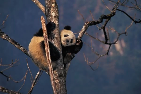Baby panda playing on tree, Wolong, Sichuan Province, China