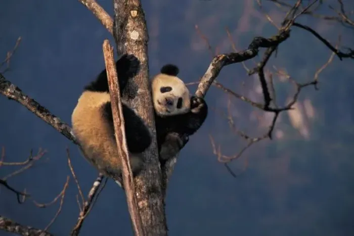 Framed Print : Baby panda playing on tree, Wolong, Sichuan Province, China