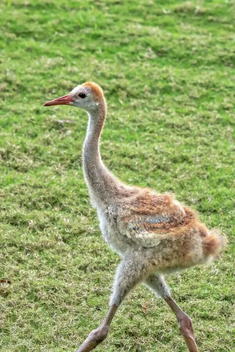 Framed Print : Baby sandhill crane Framed Print : Baby sandhill crane