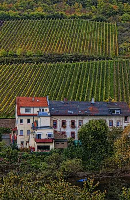 Framed Print : Bacharach Germany wine country village Fall beautiful scenic vineyards on mountain