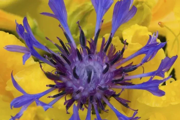 Framed Print : Bachelors Button with backdrop of yellow Azelea, Sammamish Washington