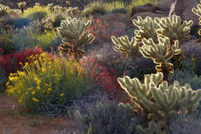 Framed Print : Backlight on Brittlebush, Jumping Cholla, and Chuparosa in bloom near Plum Canyon