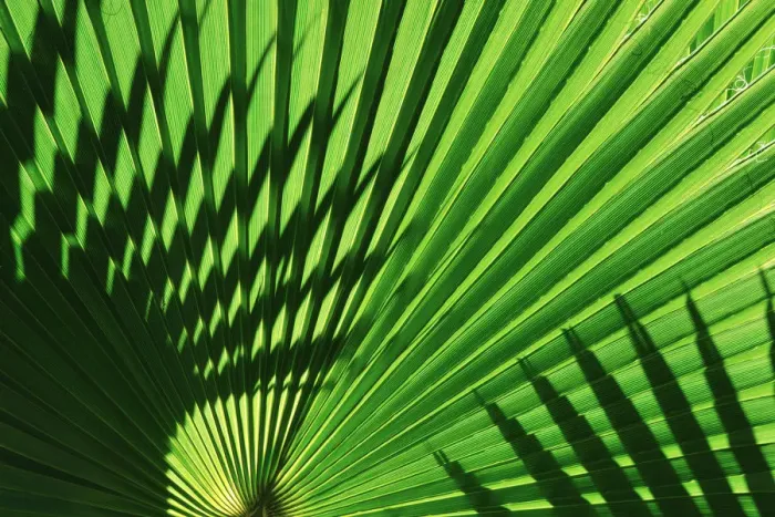 Framed Print : Backlight on California fan palms, Anza-Borrego Desert State Park, California, USA Framed Print : Backlight on California fan palms, Anza-Borrego Desert State Park, California, USA