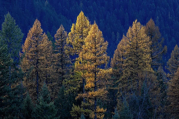 Backlit autumn larch trees in the Kootenai National Forest, Montana, USA
