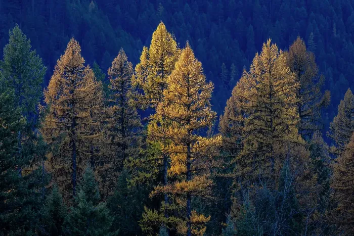 Framed Print : Backlit autumn larch trees in the Kootenai National Forest, Montana, USA