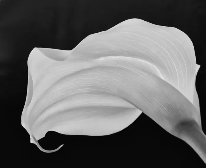 Framed Print : Backlit Calla Lily