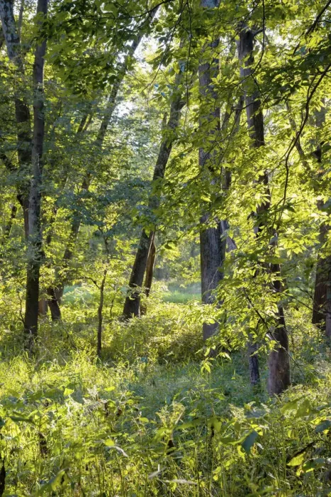 Framed Print : Backlit forest, Tippecanoe State Park, Indiana, USA