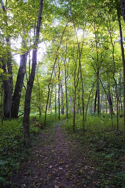 Backlit Forest, Tippecanoe State Park, Indiana, USA