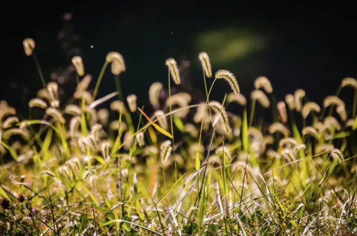 Framed Print : Backlit grass seedhead Framed Print : Backlit grass seedhead