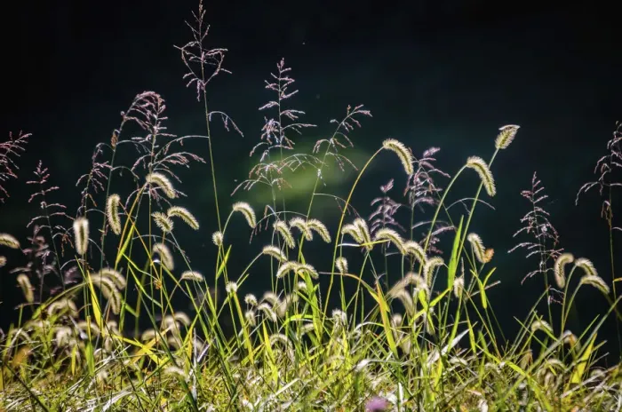 Framed Print : Backlit grass seedhead Framed Print : Backlit grass seedhead