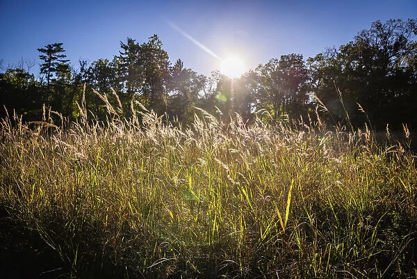 Backlit grass, Tippecanoe State Park, Indiana, USA