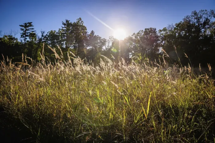 Framed Print : Backlit grass, Tippecanoe State Park, Indiana, USA Framed Print : Backlit grass, Tippecanoe State Park, Indiana, USA
