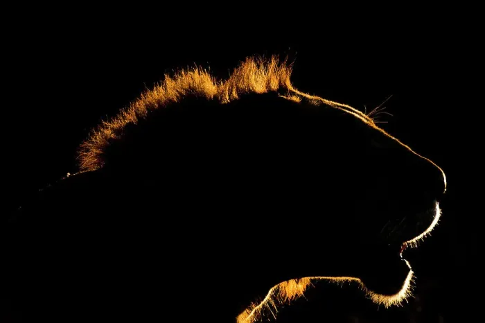 Framed Print : A backlit portrait of a lion, Panthera leo, at sunset. Voi, Tsavo Conservation Area, Kenya