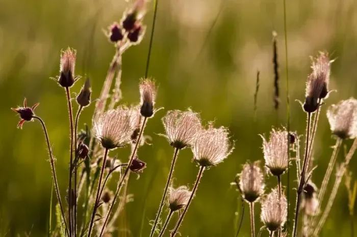 Framed Print : Backlit prairie smoke in meadow near Lewistown Montana
